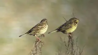 Corn buntings