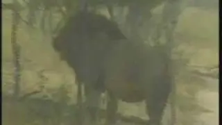 Mapogo Pride Video #4 WildEarth 030508 a.m. Drive