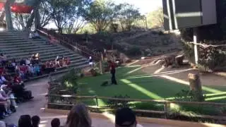 Worlds largest hawk
