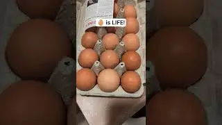 I Don't know about y'all but OMG 😳 #shortsfeed #feedshorts #eggs #browneggs #organicfarming #shorts