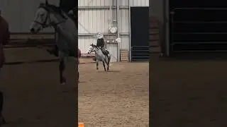 he is so adorable 🥹 #horseenthusiast #showjumping #horse #pony #equestrian #fypviralシ #viralshort