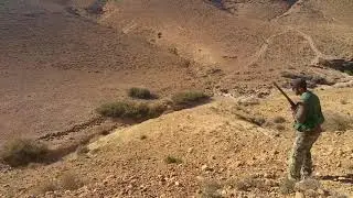 Chasse Au Maroc - Perdrix Gambra- avec chien d'arret pointer anglais.