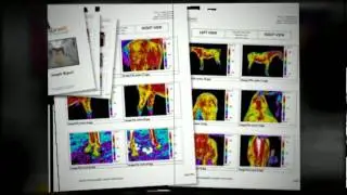 NC Home & Commercial Energy Audit, Moisture Detection & Equine Thermography