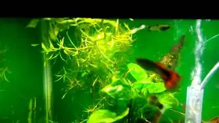 Guppy Grass Is Melting Instead Of Hair Algae