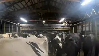 Life on the Dairy Farm with CAEP Exchange Visitor Jan C.
