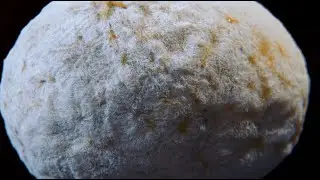The Shape of a Circle in the Mind of a Fish: The Understory of The Understory (Trailer)
