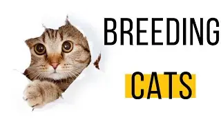 Breeding cats