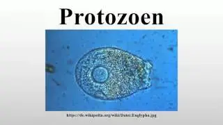 Protozoen