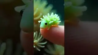 🌿🐑 Tiny Leaf Sheep Sea Slug on Finger! #OceanMagic