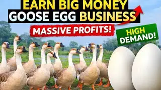 Goose Farming Business 💰 Earn Big Money from Goose Eggs | High Profit Idea 2026
