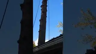 Large pine removal 