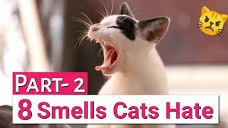 Cats Hate This Smell! (But You Might Love It) #catrepellent