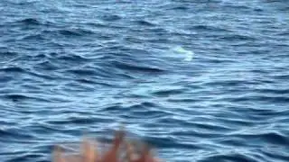 Whale fin slapping