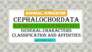 CEPHALOCHORDATA#BRANCHIOSTOMA#AMPHIOXUS#GENERAL CHARACTER#AFFINITIES#CUET EXAM#NEET#PGT#NET#TGT