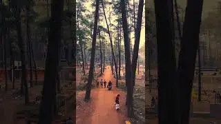 Daringbadi Pine forest picnic spot #daingbadi #djiair3 #picnic