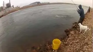 Striped bass FRENZY at Sooner Lake Discharge - 247 OutDoor Addiction