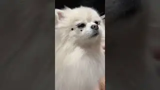 &ldquo;This glam queen is actually... a dog? &zwj;♀️&rdquo; #pets #dog #shorts #ytshorts #fashion #doglover