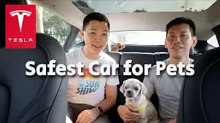 TESLA for Pet Owners: 🐶 Dog Mode, Live Camera Demo & Tips from 25 Year Dog Owner!