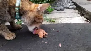 The brown cat eats more and chews faster than the orange one.