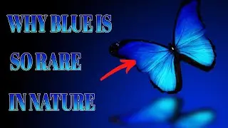 Why Blue Is So Rare In Nature! (EXPLAINED!)