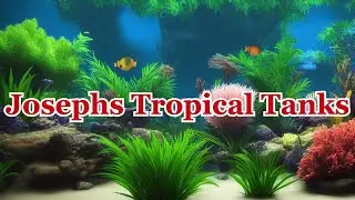 Josephs Tropical Tanks Fish Tank Keeping