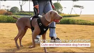 Dog harness manufacturer and supplier, wholesale production of various dog supplies and clothing.