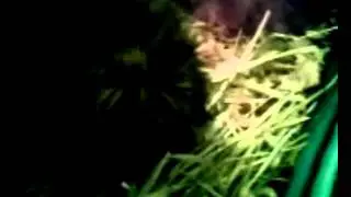 Guinea pig Spider monkey eating hay (2)
