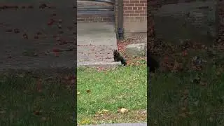 Cute fluffy squirrel eating cherries 🍒 🐿