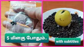 பணம் பல மடங்காக பெருக, தொழிலில் வெற்றி அடைய, நினைத்த காரியம் வெற்றி பெற...5 மிளகு செய்யும் அதிசயம்.