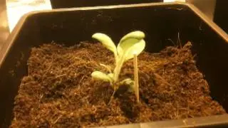 Indoor Hopi Tobacco Grow Day 22 - Part 2
