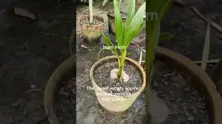 Thai dwarf variety scented coconut available.9051125483 whatsapp no. dm me.