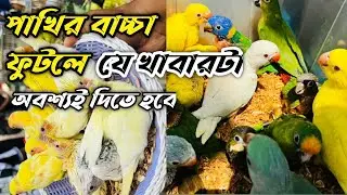 পাখির বাচ্চা ফুটলে এই খাবার অবশ্যই দিতে হবে / birds baby chicks food / পাখি পালন বাংলা 