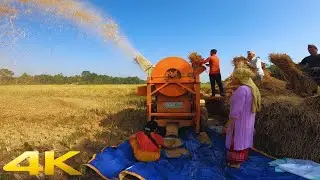 Farmer Harvesting Rice With Thresher Tractor In A Village | Let's Go | 4K