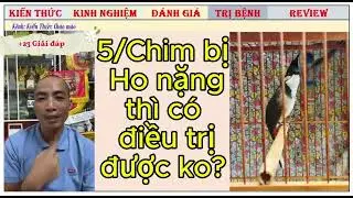 Chim bị Ho nặng th&igrave; c&oacute; trị khỏi kh&ocirc;ng?