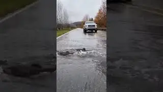 Ep. 357-2: Rainy Season Fishing - Catching Fish After Heavy #WildRiverPOV #NatureShorts #AnimalWorld