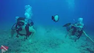 Private Charter, Coral Reefs, and Sharks &mdash; Epic Dive in Honolulu 🌊