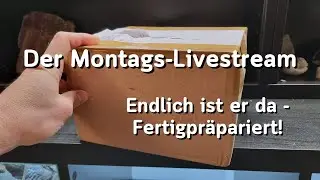 [Stream] Der Steine-Stream im Februar - Ein toller Fund, endlich fertigpräpariert!
