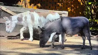 Miniature Donkeys; Close Encounter at the Zoo Relaxing Animal Video