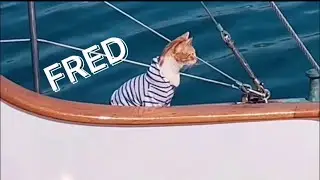 CAPTAIN FRED Ep. 1 - Mission to Save the Harbor Kitten