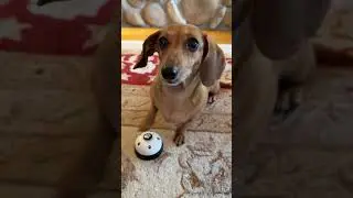 Dachshund Rings Her Bell All Day To Get What She Wants | The Dodo