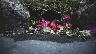 DESTROY - Observational Documentary
