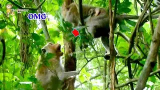 MG Poor Elpida so terrified when big female tries help rescue baby Elpda from Alberto