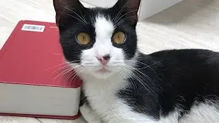 Meet Kevin, The Adorable Cat Who Was Rescued From The Streets Wearing A Dirty Sweater