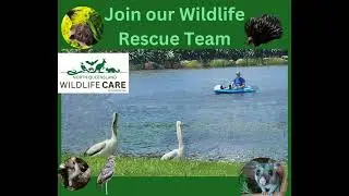 Join our North Queensland Wildlife Rescue Team
