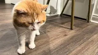 Попасться на это