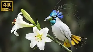 Secrets of the World&rsquo;s Strangest Bird Nests  4K Nature ASMR