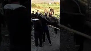 конете на Кърнаре (3)