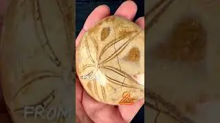 Fossil Sanddollar from Madagascar