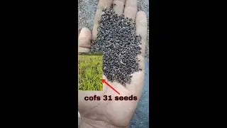 COFS 31 grass cultivation fodder crops COFS31 Seeds for sale #939455455