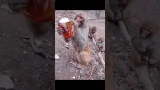 Even monkey know how to drink